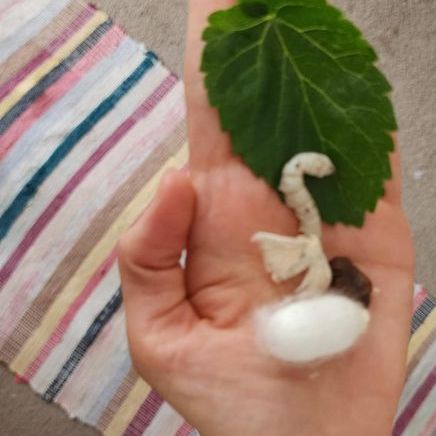 Silk production