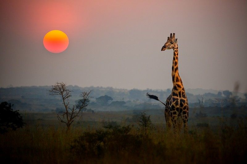 Giraffe standing in tall grass at sunset, with a large orange sun in the sky.