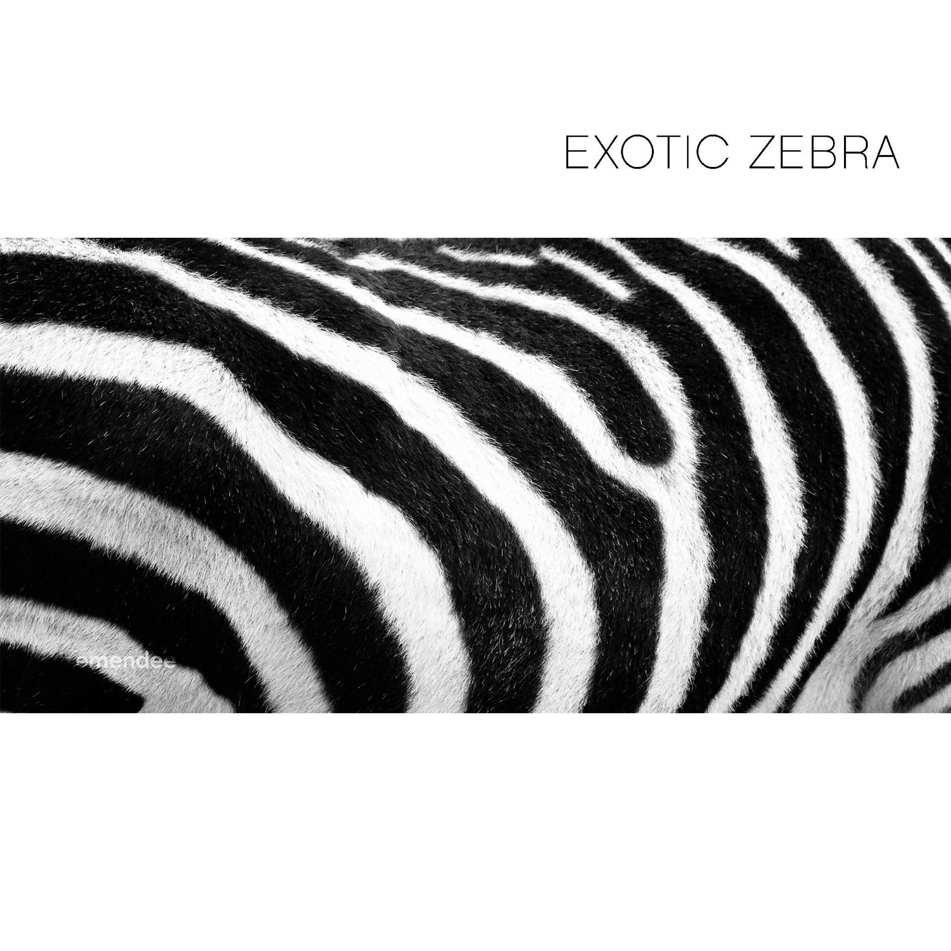 Exotic Zebra — Queensland, AUS — Emendee