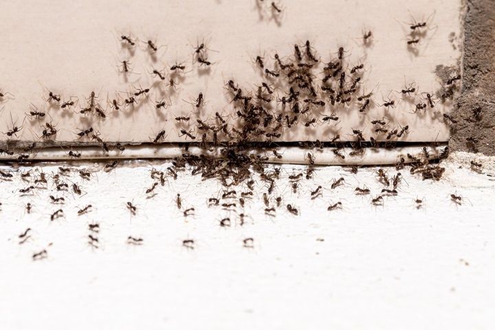 Ants clustered along a crack on a white wall and baseboard