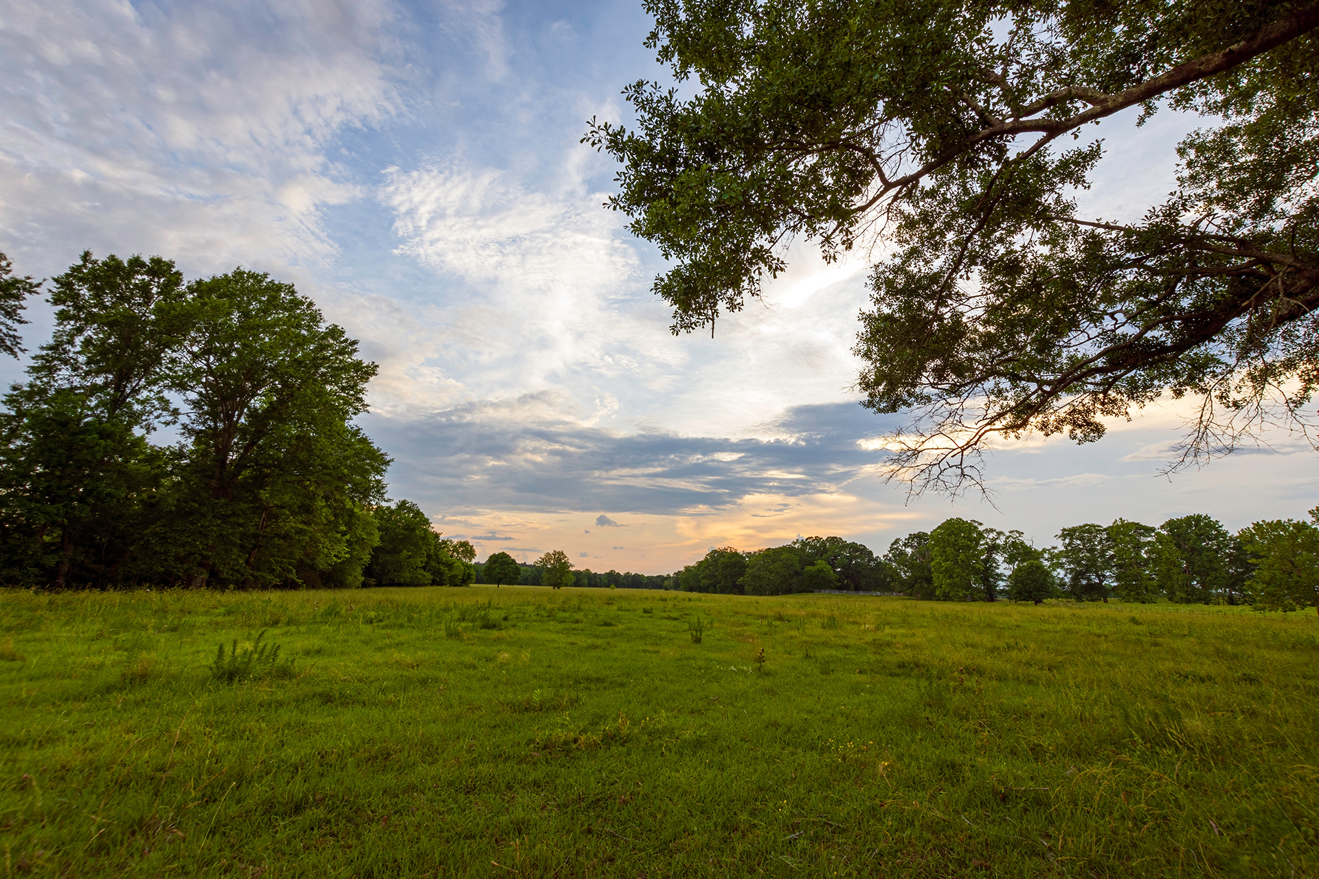Green field under a cloudy sky, trees line the horizon, branches frame the view.