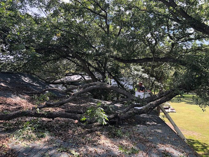 Compton Tree Experts | Canyon Lake TX