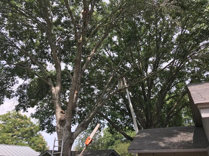 Compton Tree Experts | Canyon Lake TX