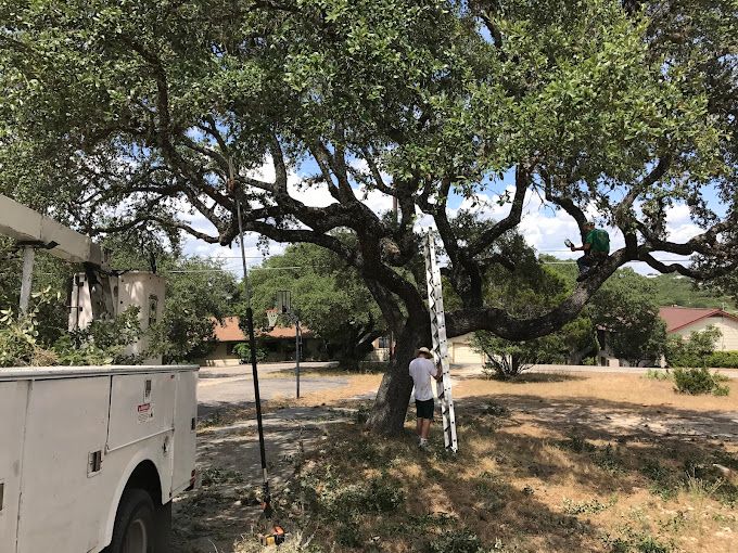 Compton Tree Experts | Canyon Lake TX