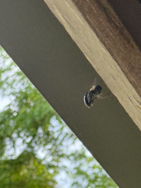Small bee or wasp perched on the edge of a wooden beam outdoors