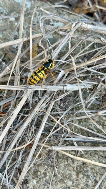 Yellow-and-black wasp on dry grass and dirt ground