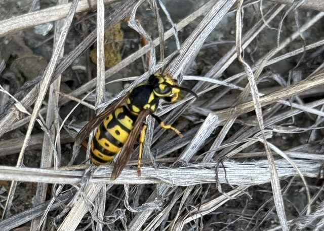 Yellow-and-black wasp on dry grass stems