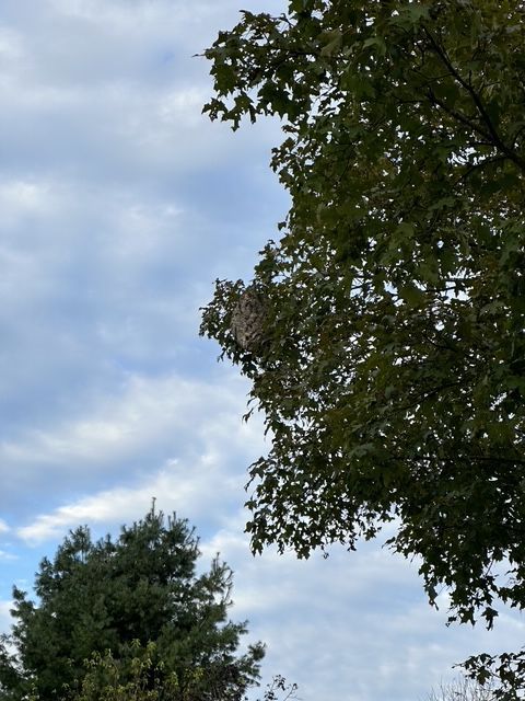 Cloudy sky above tree canopies with green leaves.