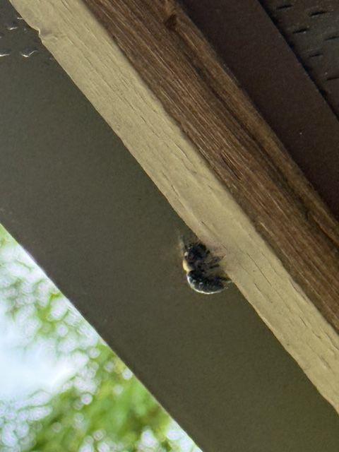 Small black insect hanging from the underside of a wooden beam outdoors