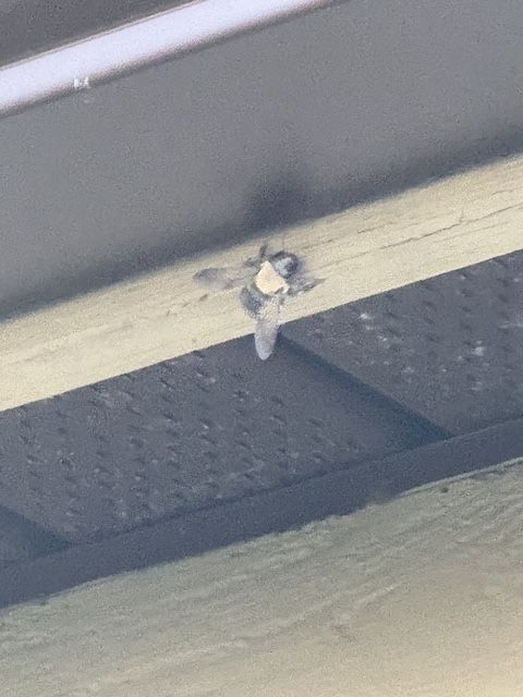 Small bird perched under a roof beam near a dark vent
