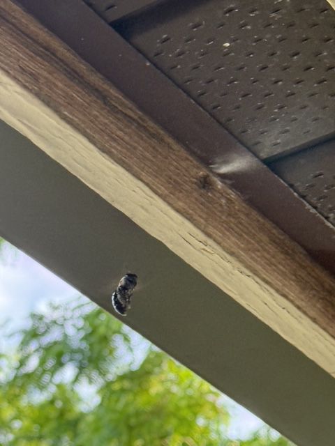 Small black-and-white insect clinging to a wooden beam under a porch roof.