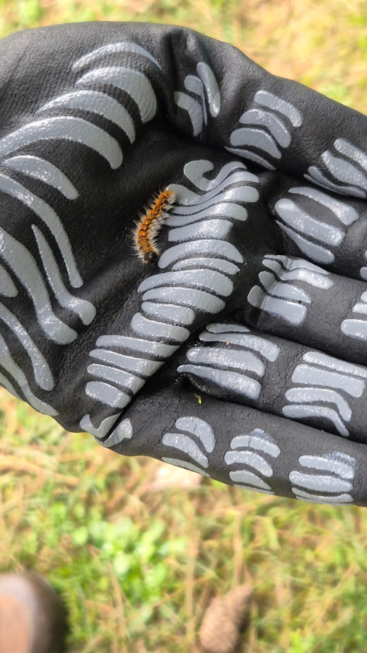Chenille processionnaire du Pin dans l'Oise à Verberie