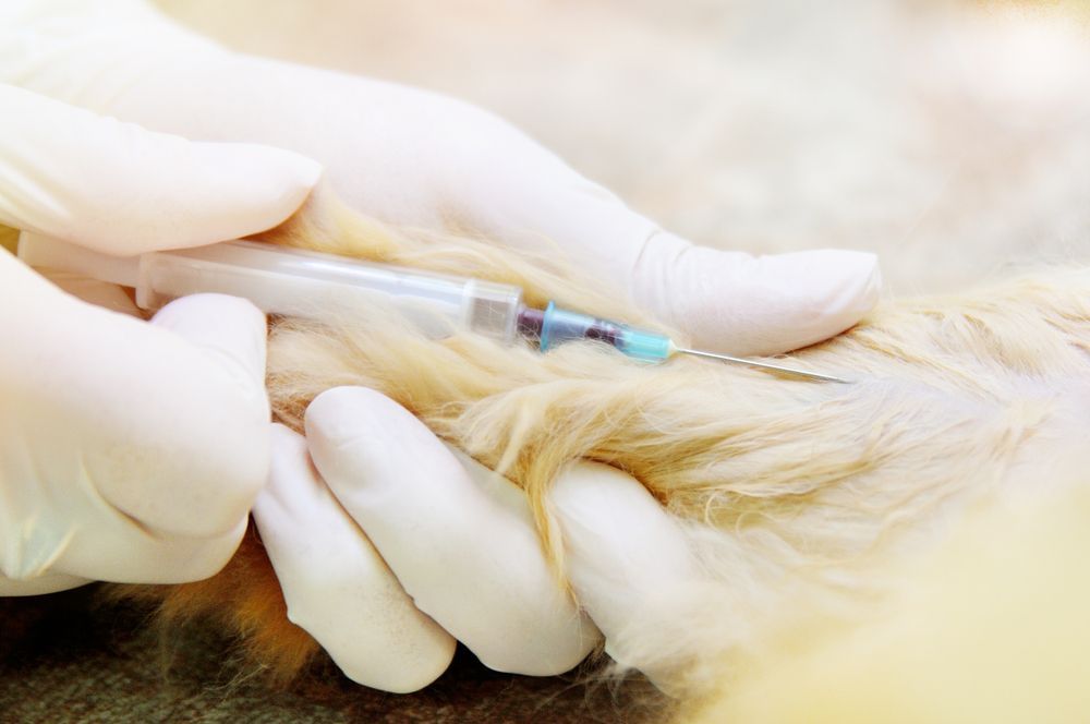 Joyful Golden Retriever Puppy with a Beaming Smile Resting on Light Grey Plaid — Imaging & Pet Pathology in Bowral, NSW