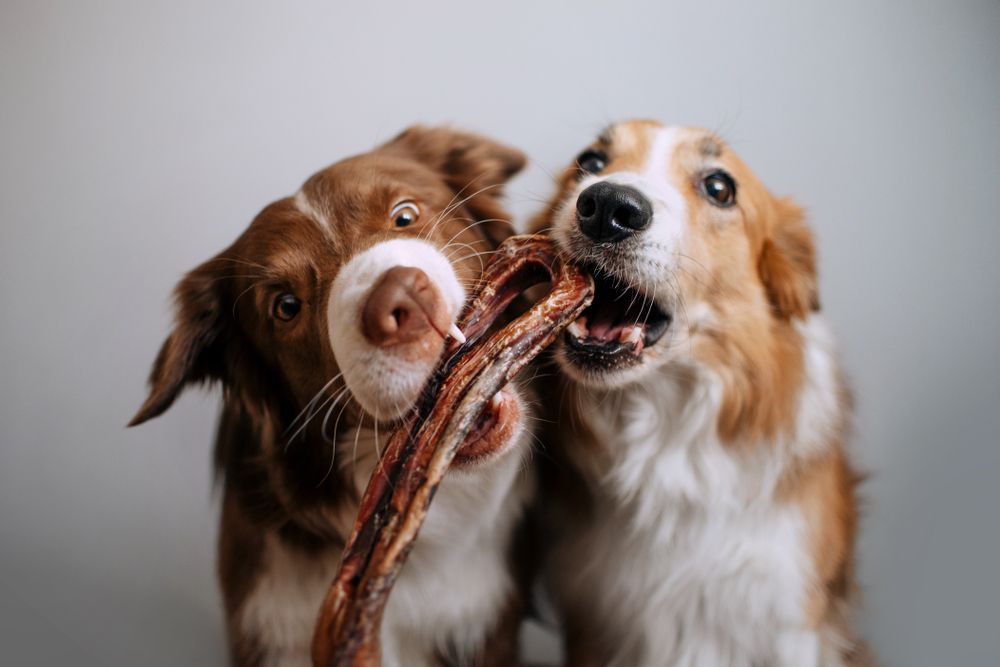 Funny Chocolate and Red Border Collie Dog Eat a Delicious Treat — Pet Products in Bowral, NSW