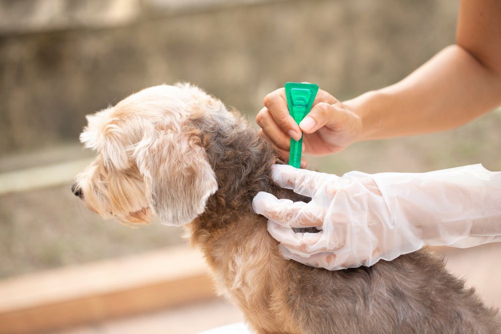 Cute Dog Breed Yorkshire Terrier is Lying on the Table With a Stethoscope in a Veterinary Clinic — Pet Products in Bowral, NSW