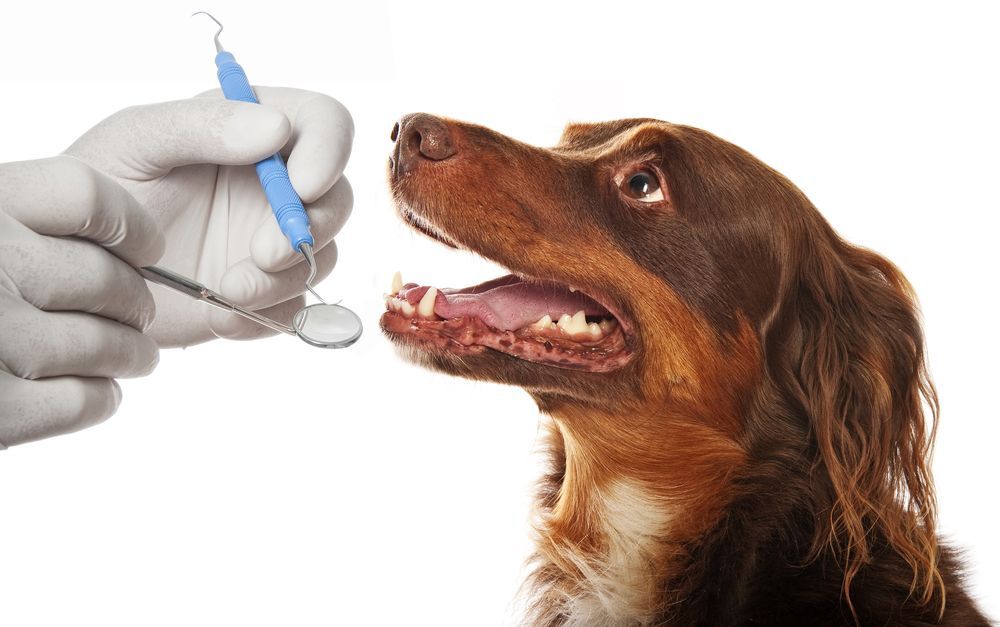 Hungry Dog Sitting with Bowl of Dry Food, Watching Kitten and Licking Lips — Providing Pet Dentistry & Eye Care in Bowral, NSW