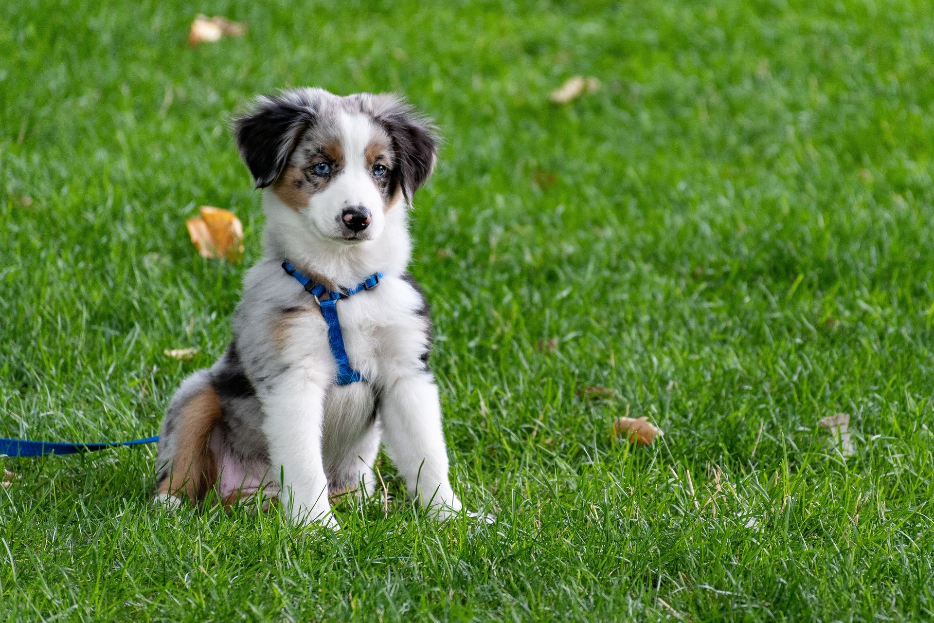 Happy Puppy Outdoors in the Grass — Local Puppy Preschool in Bowral, NSW