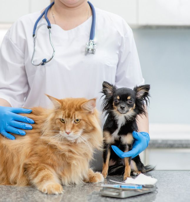 A cat and a dog sitting on the table inside the clinic — Imaging & Pet Pathology in Bowral, NSW