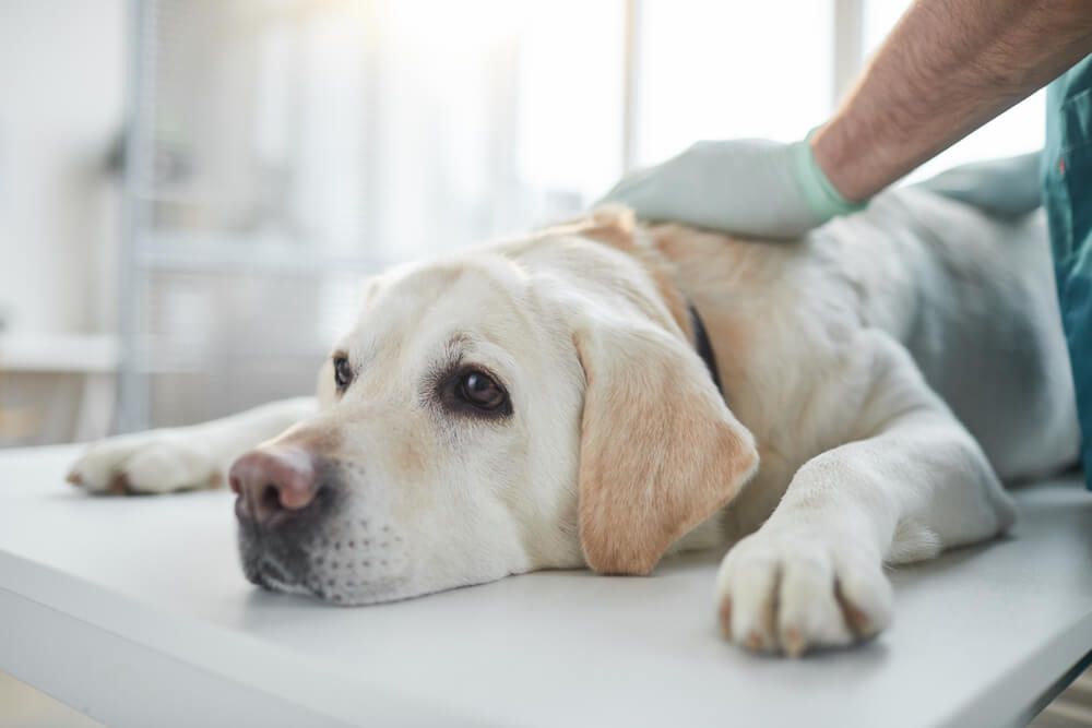 Veterinarian examining the dog — Imaging & Pet Pathology in Bowral, NSW
