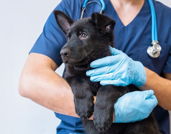A puppy being carried by a veterinarian — Your Local Vet Surgery in Bowral, NSW