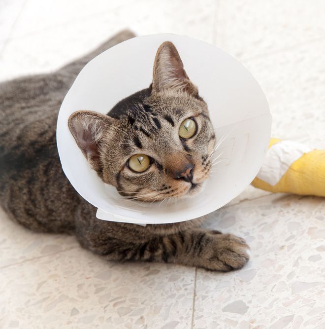 A cat wearing a neck collar and cast — Your Local Vet Surgery in Bowral, NSW