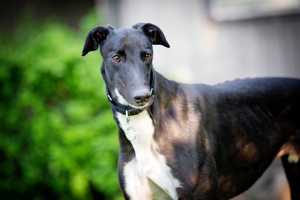 Elegant retired black greyhound, formerly a racing champion — Your Local Bowral Vets in Bowral, NSW