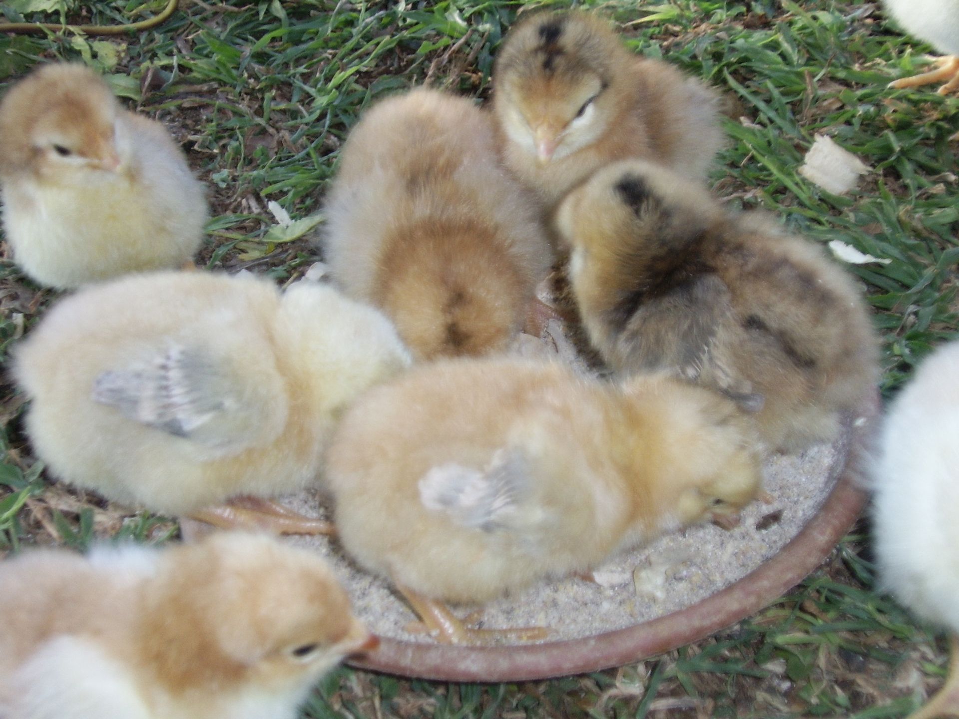 Chicks huddled in a shallow dish on grass, mostly yellow and brown fluffy chicks.