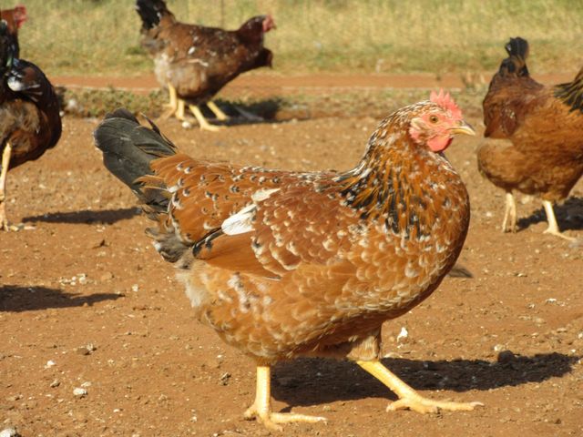 Brown chicken standing in a grassy field at sunset