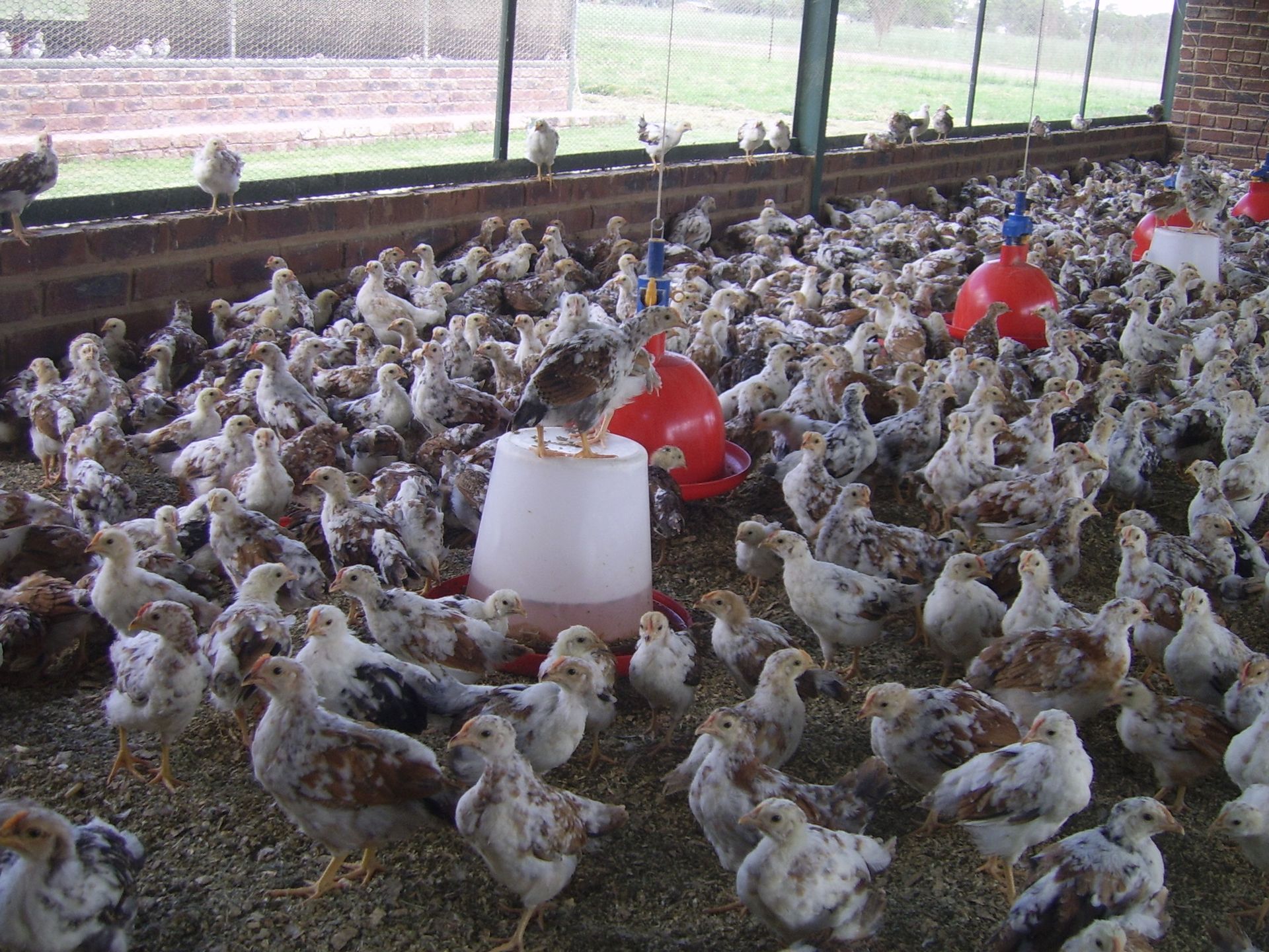 Hundreds of speckled chickens crowded inside a barn around hanging red and white feeders.
