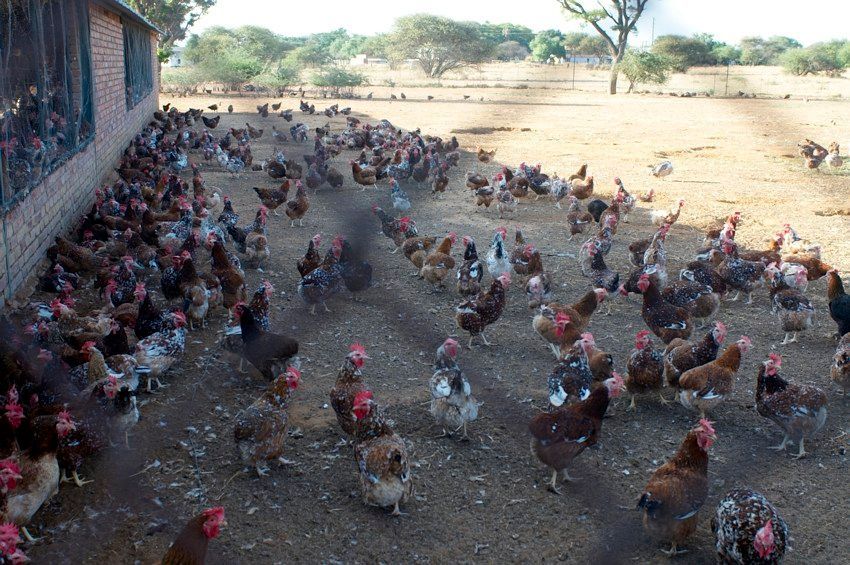 Many chickens and roosters gathered in a dusty yard beside a wall and open field.