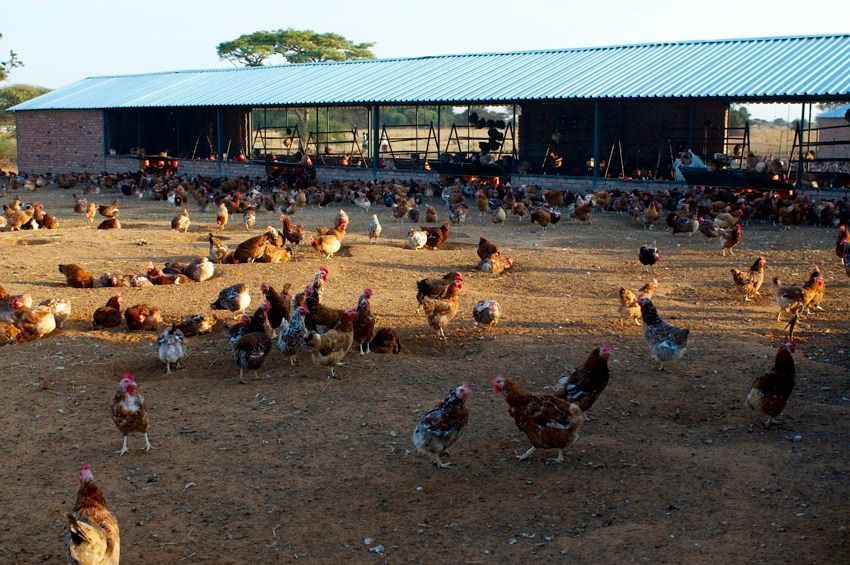 Dozens of chickens roam a dirt yard beside a long barn with a blue roof at sunset
