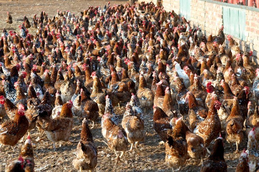 Hundreds of hens crowded in a large outdoor poultry yard near a wall, pecking at the ground.