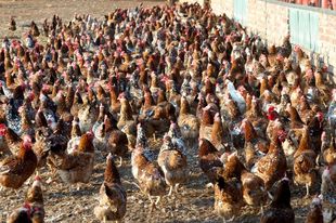 Boschveld chickens are roaming freely.