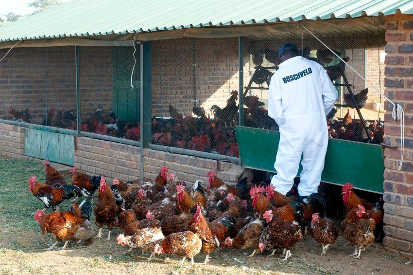 Worker in white coveralls feeding chickens in a coop with many brown and black hens.