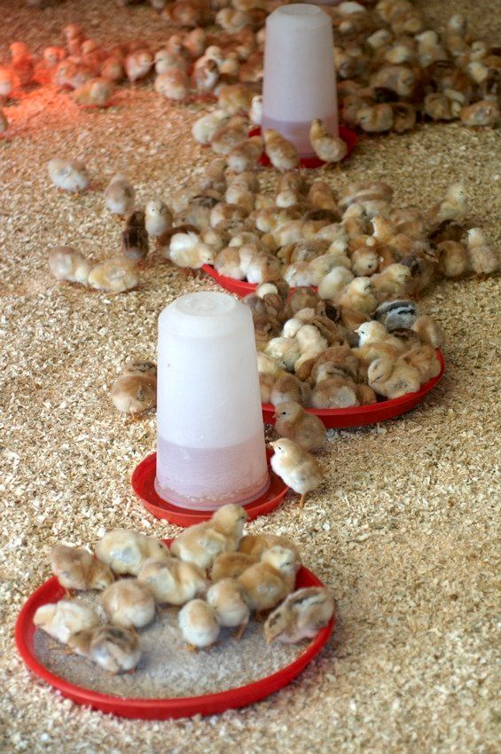 Chicks clustered around red-and-white waterers on a bedding-covered poultry floor