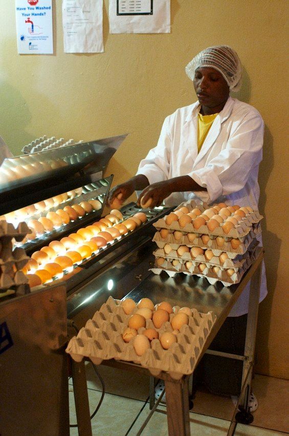 Worker sorting eggs on metal trays in a small room