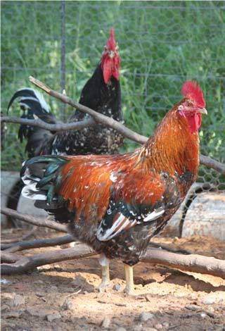 Two roosters standing in a fenced dirt enclosure, one red and black, one mostly black.