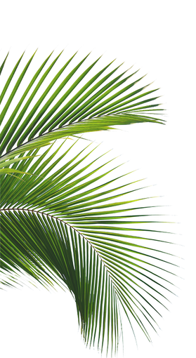 Un primer plano de una hoja de palmera sobre un fondo blanco.
