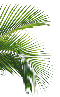 Un primer plano de una hoja de palmera sobre un fondo blanco.