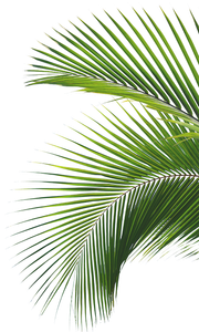 Un primer plano de una hoja de palmera sobre un fondo blanco.