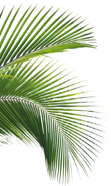 Un primer plano de una hoja de palmera sobre un fondo blanco.