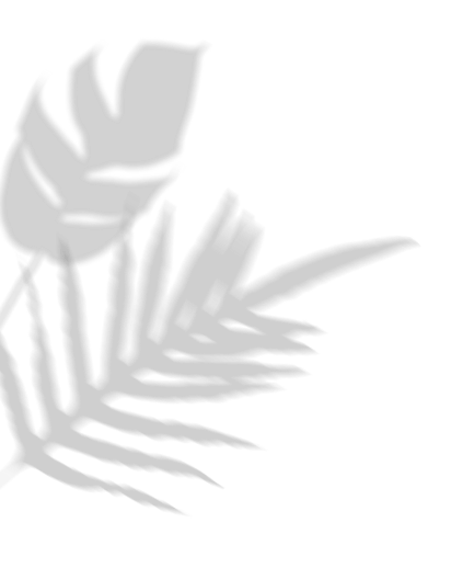 Una sombra de una hoja de palmera sobre un fondo blanco.