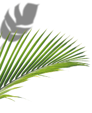 Una hoja de palmera con una sombra sobre un fondo blanco.