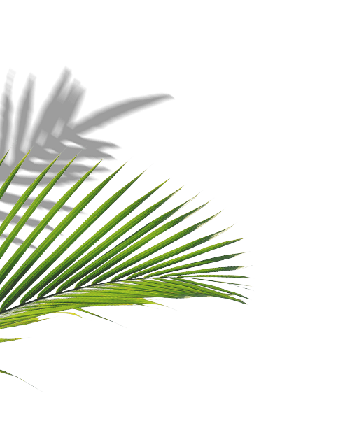 Una hoja de palmera con una sombra sobre un fondo blanco.