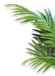 Un primer plano de una hoja de palmera sobre un fondo blanco.
