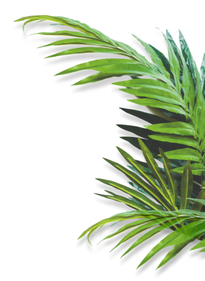 Un primer plano de una hoja de palmera sobre un fondo blanco.