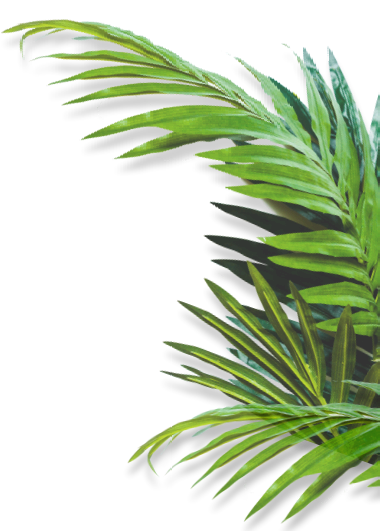 Un primer plano de una hoja de palmera sobre un fondo blanco.