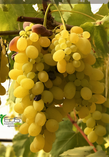 Progettazione - Studio agronomo De Sena