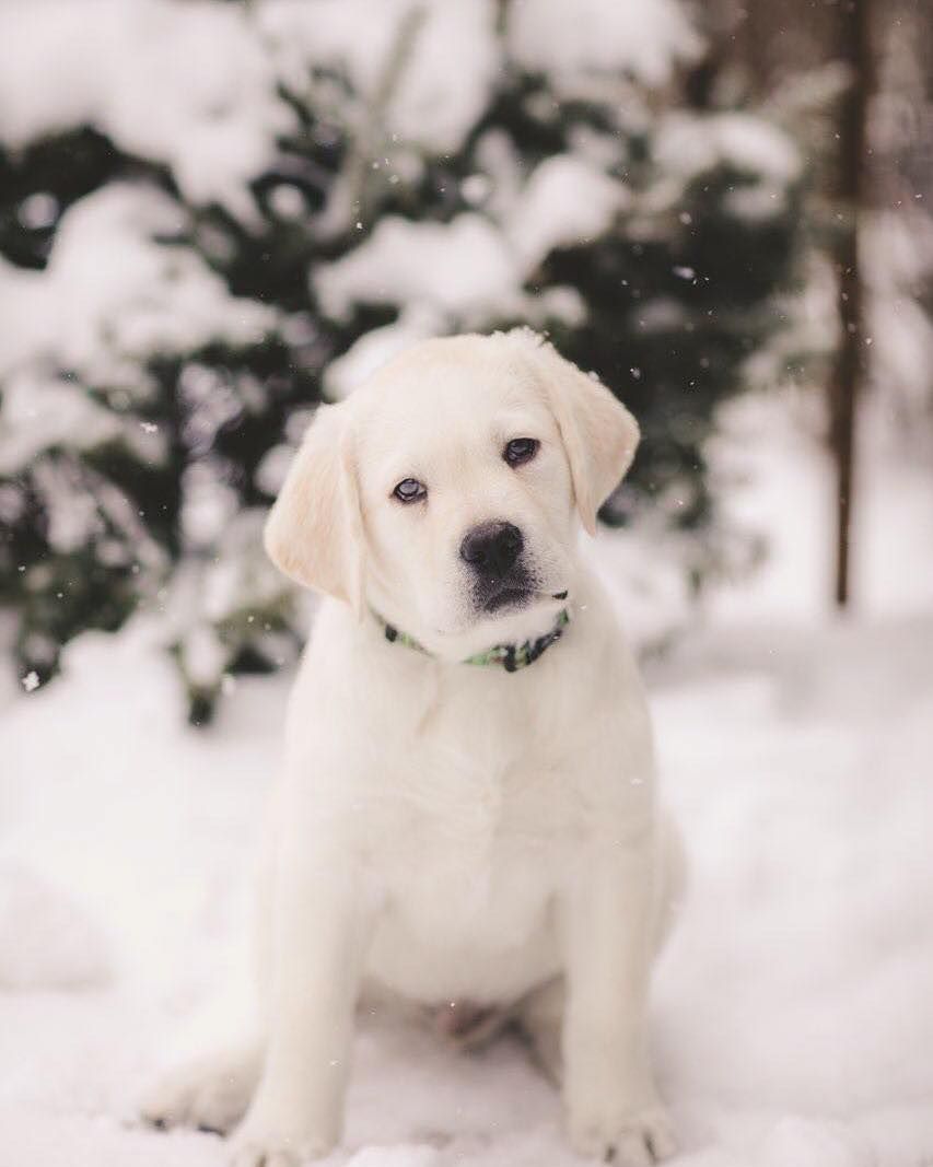 Cream-colored puppy sitting in snow with blurred trees in the background