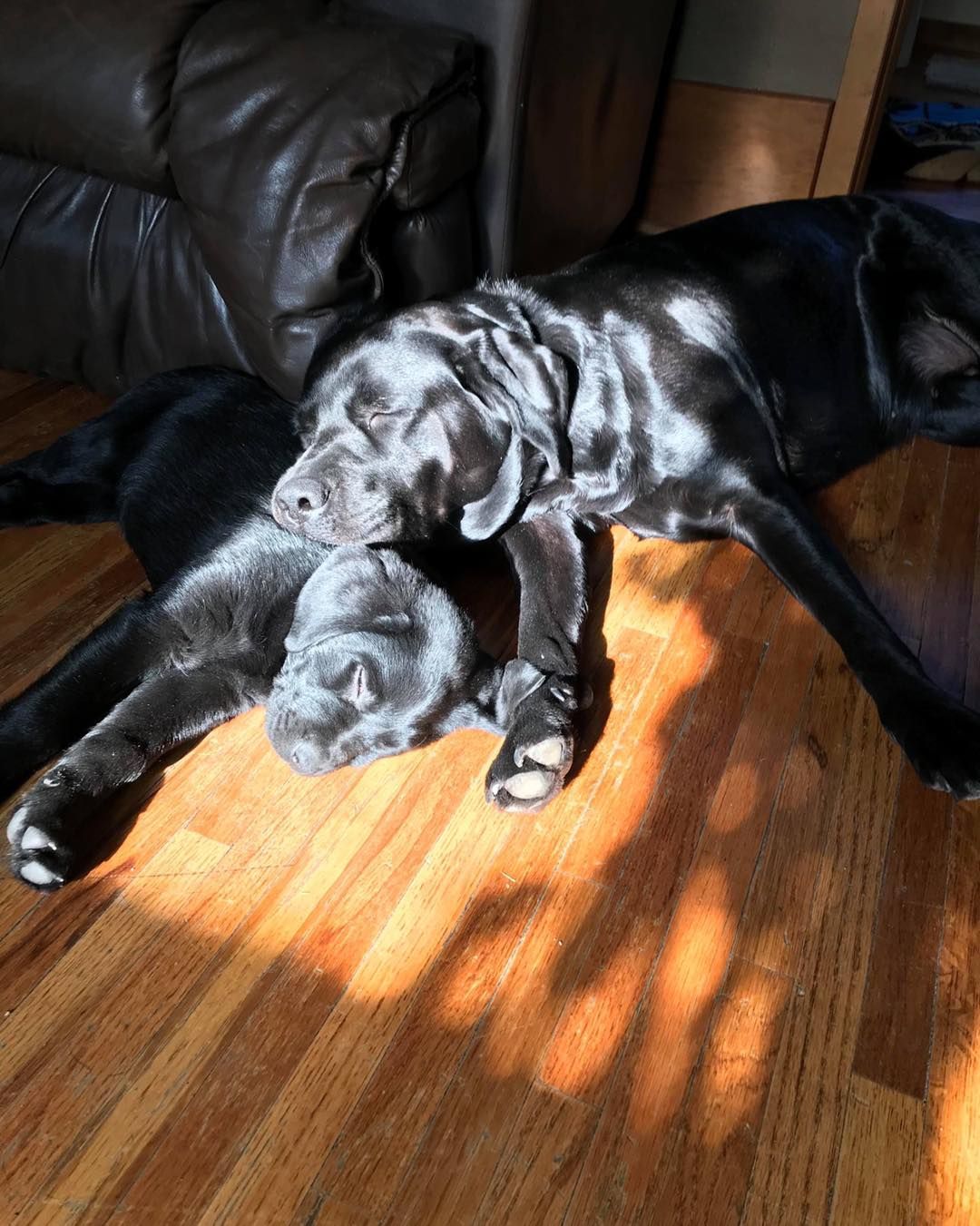 Two black puppies cuddling on a sunlit wooden floor beside a dark leather couch.